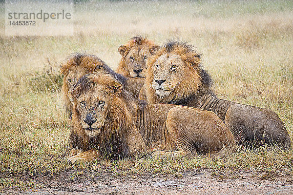 Vier Löwenmännchen  Panthera leo  liegen im kurzen braunen Gras im Regen und schauen weg