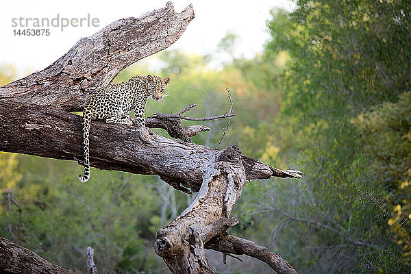 Ein Leopard  Panthera pardus  sitzt auf einem toten Baumstamm  wachsam  den Schwanz über den Stamm drapierend  grün im Hintergrund.