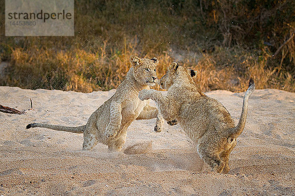 Zwei Löwenbabys  Panthera leo  stehen beim Spielen auf ihren Hinterbeinen im Sand  Pfoten in der Luft  Sand in der Luft