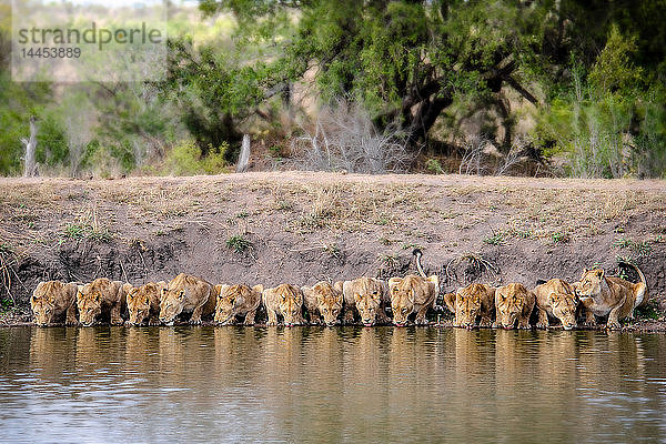 Ein Löwenrudel  Panthera leo  der sich hinlegt und Wasser trinkt  Wasser plätschert  vor der Kamera  Flussufer und Bäume im Hintergrund