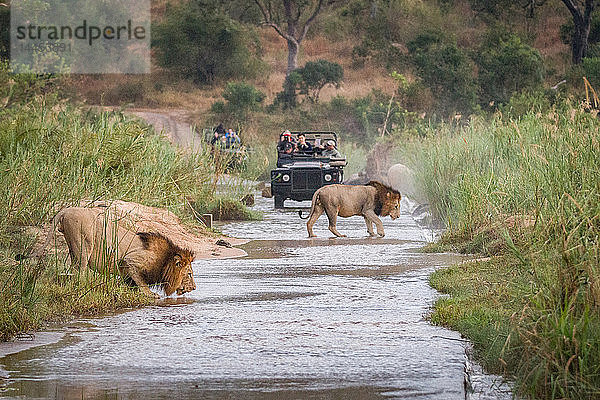 Zwei Löwenmännchen  Panthera leo  laufen über einen seichten Fluss  eines kauert Trinkwasser  im Hintergrund zwei Wildfahrzeuge mit Menschen