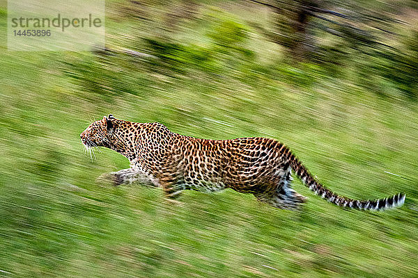 Ein Leopard  Panthera pardus  rennt durch grünes Gras  schaut weg  Bewegungsunschärfe