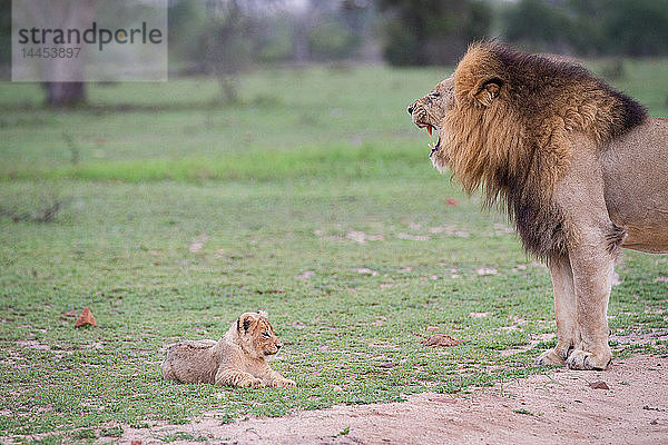 Ein männlicher Löwe  Panthera leo  steht mit offenem Maul  das Löwenjunge liegt auf Gras darunter