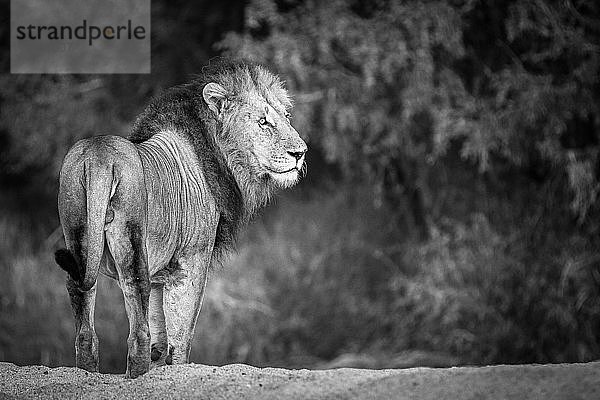 Ein Löwenmännchen  Panthera leo  steht mit dem Rücken zur Kamera  schaut weg  in Schwarzweiß