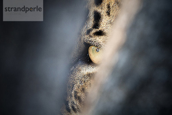 Ein Leopardenauge  Panthera pardus  von grün-gelber Farbe  schaut durch eine schmale Lücke und versteckt sich.