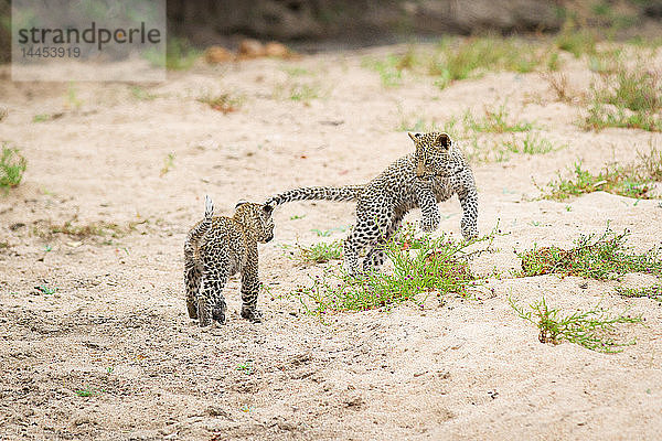 Zwei Leopardenbabys  Panthera pardus  spielen zusammen  stehen auf weißem Sand  springen  wegschauen