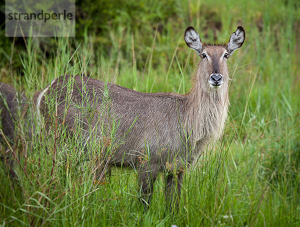 Ein weiblicher Wasserbock  Kobus ellipsiprymnus  wachsam  im langen grünen Gras stehend  Ohren nach vorne.