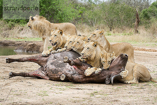 Ein Löwenrudel  Panthera leo  liegt über einem Büffelkadaver  Syncerus caffer  schaut weg  beißt einem aufgeblähten Büffel in den Hals