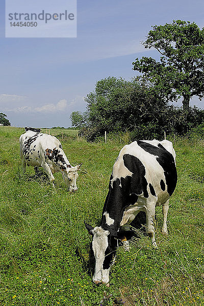 Europa  Frankreich  Bretagne  Morbihan  Vannes  56  Gemeinde Sene  Weiden  Kühe laitieres*