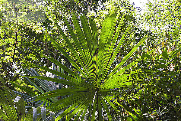 Wald in Tikal  El Peten  Guatemala  Mittelamerika.