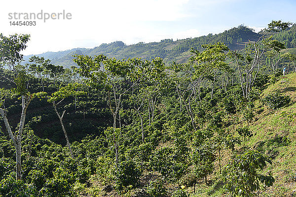 Kaffeeplantage in der Nähe von Coban  Guatemala  Mittelamerika.