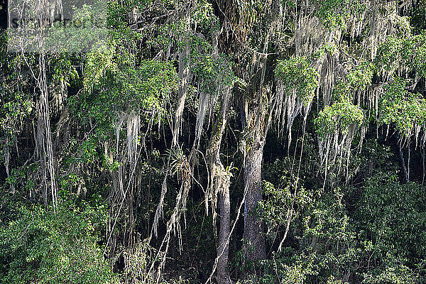 Tropischer Wald  Rio Dulce  Guatemala  Mittelamerika.