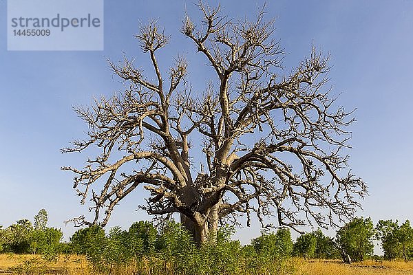 Baobab-Baum in Karsome  Togo.