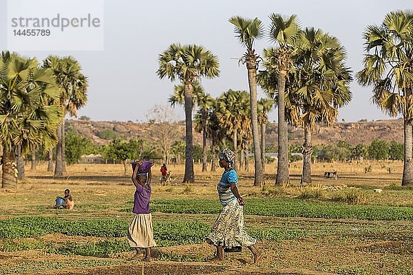 Frauen beim Bewässern von Feldern in Karsome  Togo.
