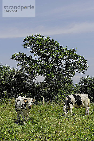 Europa  Frankreich  Bretagne  Morbihan  Vannes  56  Gemeinde Sene  Weiden  Kühe laitieres*