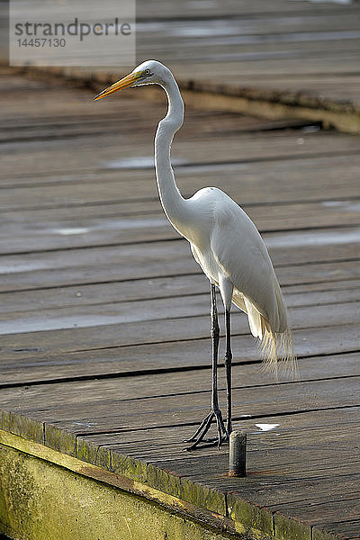 Schöner und eleganter weißer Vogel in Livingston  Rio Dulce  Guatemala  Mittelamerika.