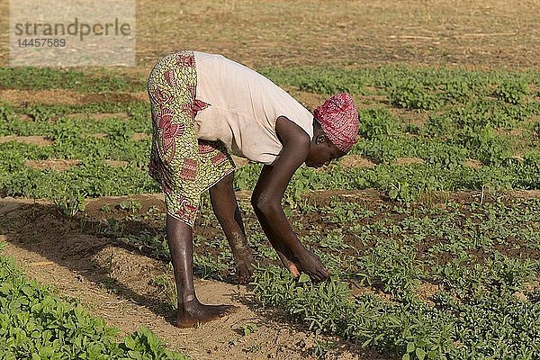 Mitglied einer Frauenkooperative bei der Bestellung eines Feldes in Karsome  Togo.