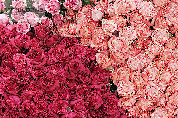Rosen auf dem Markt