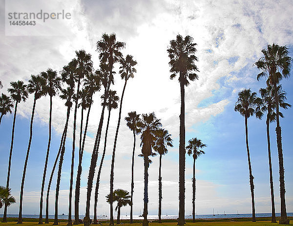 Palmenreihe am Strand