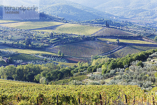 Weinberge und Olivenhaine