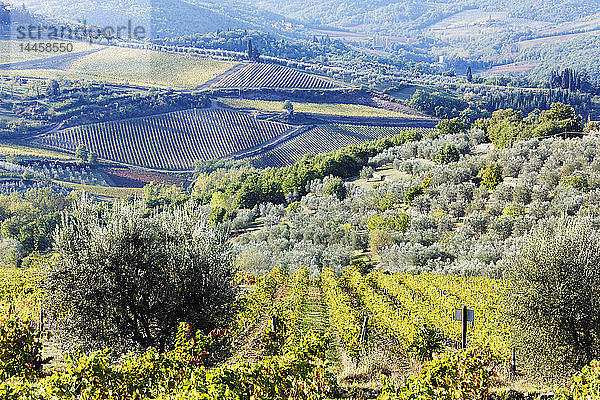 Hügelige ländliche Landschaft  Panzano  Toskana  Italien