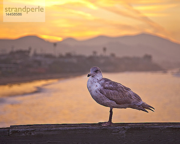 Möwe auf dem Geländer des Boardwalk