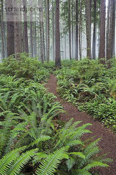 Pfad durch den Wald  Olympic National Park  Washington