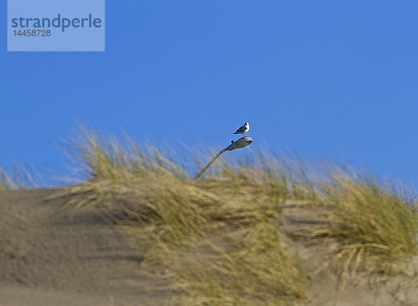 Vogel auf einem Laternenpfahl