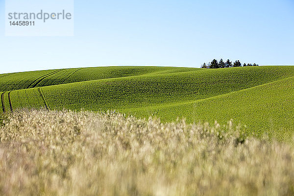 Weizenfeld  Palouse  Washington