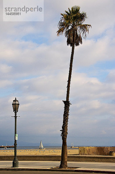 Einsame Palme am Strand