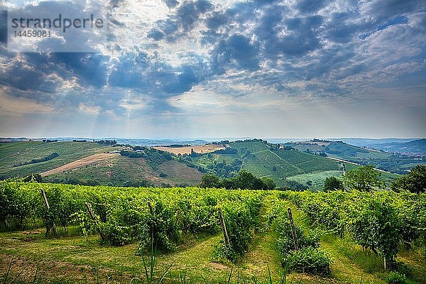 Vigneto Utopia  Poggio San Marcello  Jesi  Ancona  Marken  Italien