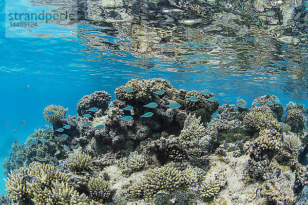 Unterwasserbild der inneren Lagune des Apataki Korallenatolls  Palliser Inseln  Tuamotus  Französisch-Polynesien  Südpazifik