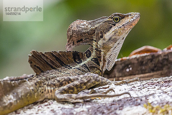 Ein erwachsener männlicher Basilisk  Basiliscus basiliscus  im Corcovado-Nationalpark  Osa-Halbinsel  Costa Rica  Mittelamerika