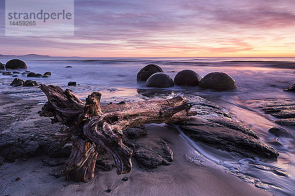 Die Moeraki Boulders bei Sonnenaufgang  Moeraki Beach  Otago  Südinsel  Neuseeland