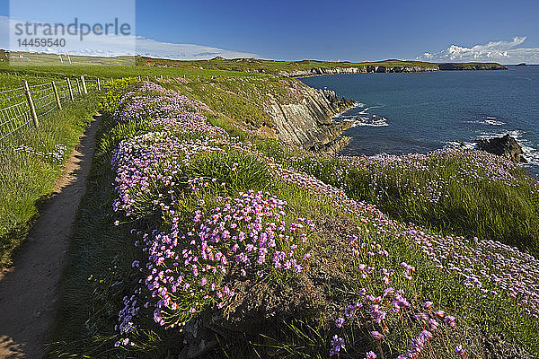 Mohnblume am Küstenweg von Pembrokeshire bei St. Justinian  Wales