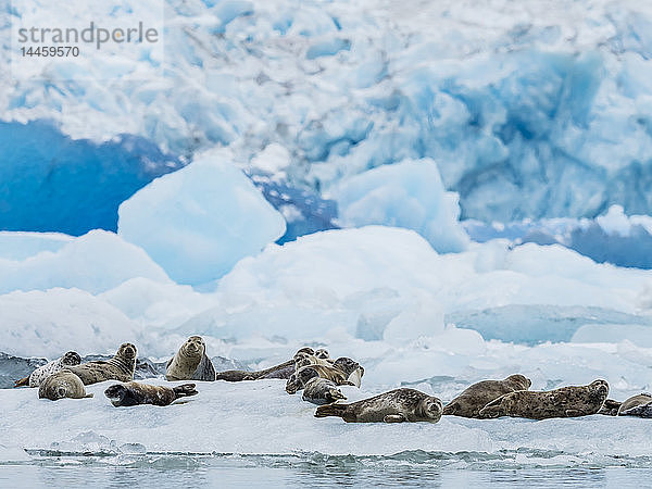 Ausgewachsene Seehunde  Phoca vitulina  auf dem Eis des South Sawyer Glacier  Tracy Arm  Alaska  USA
