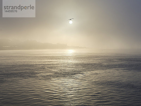 Eine Möwe fliegt nahe an die Sonne heran  die durch den dichten Nebel an der Strandpromenade in Exmouth  Devon  England  Vereinigtes Königreich  scheint.