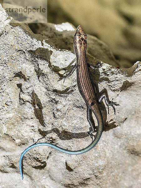 Ausgewachsener Azurschwanzskink (Emoia impar)  auf Makatea  Tuamotus  Französisch-Polynesien  Südpazifik