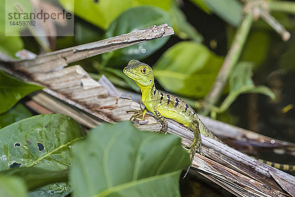 Ein juveniler gefiederter Basilisk  Basiliscus plumifrons  Cano Chiquerra  Tortuguero-Nationalpark  Costa Rica  Mittelamerika