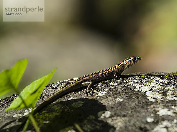 Ausgewachsener Azurschwanzskink (Emoia impar)  auf Hiva Oa  Marquesas  Französisch-Polynesien  Südpazifik