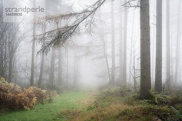 Nebelige Herbstwälder bei Wass Bank in der Nähe von Helmsley  The North Yorkshire Moors  Yorkshire  England  Vereinigtes Königreich