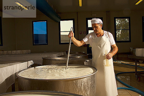 Herstellung des typischen Gorgonzola-Käses  Novara  Piemont  Italien