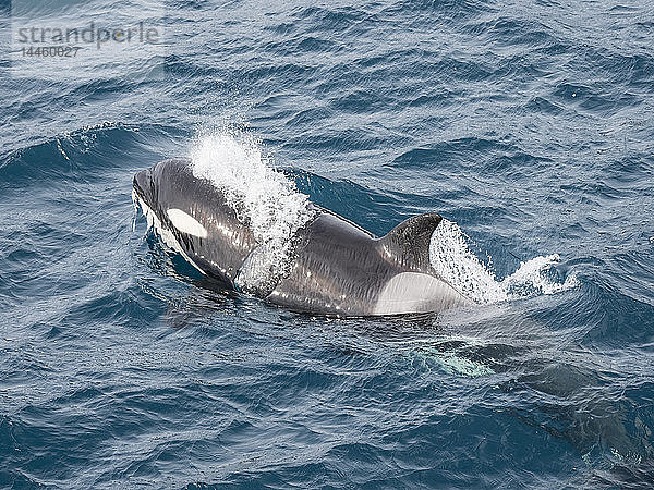 Ausgewachsene weibliche Schwertwale vom Typ A  Orcinus orca  tauchen in der Nähe des Hafens von Stromness auf  Insel Südgeorgien  Atlantischer Ozean