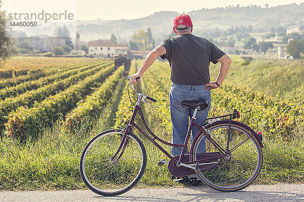 Weinberge des Sagrantino di Montefalco im Herbst  Umbrien  Italien