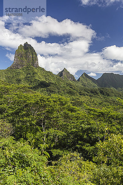 Blick auf die zerklüfteten Berge rund um das Opunohu-Tal vom Belvedere Overlook  Moorea  Französisch-Polynesien  Südpazifik