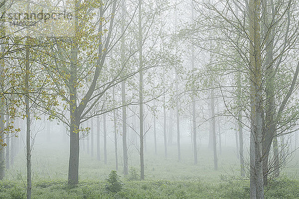 Dichter Nebel inmitten einer Baumplantage mit frischen Frühlingsblättern in Clyst St. Mary  Devon  England  Vereinigtes Königreich