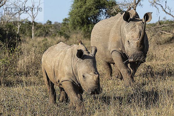 Breitmaulnashörner  Ceratotherium simum  iMfolozi Wildreservat  KwaZulu-Natal  Südafrika