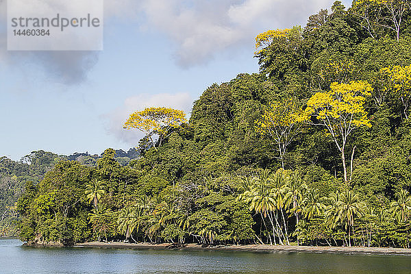 Dichter Wald säumt die Küste des Botanischen Gartens Casa Orquideas  Golfo Dulce  Costa Rica  Mittelamerika