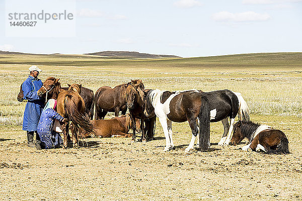 Nomadenhirte beim Melken ihrer Stuten im Ger-Camp im Steppengrasland der Mongolei