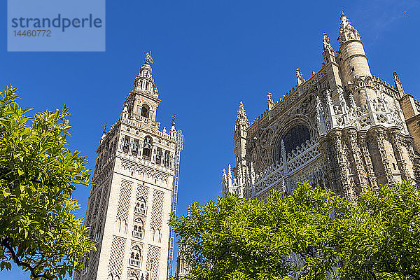 Die Kathedrale von Sevilla und der Glockenturm Giralda vom Innenhof aus gesehen  UNESCO-Weltkulturerbe  Sevilla  Andalusien  Spanien